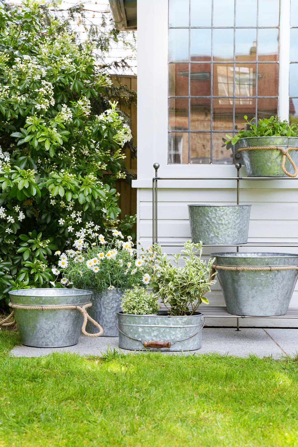Several metal tubs and buckets filled with various green plants and white flowers are arranged on a patio beside a white building with large glass windows and a flowering shrub. Grass covers the foreground.